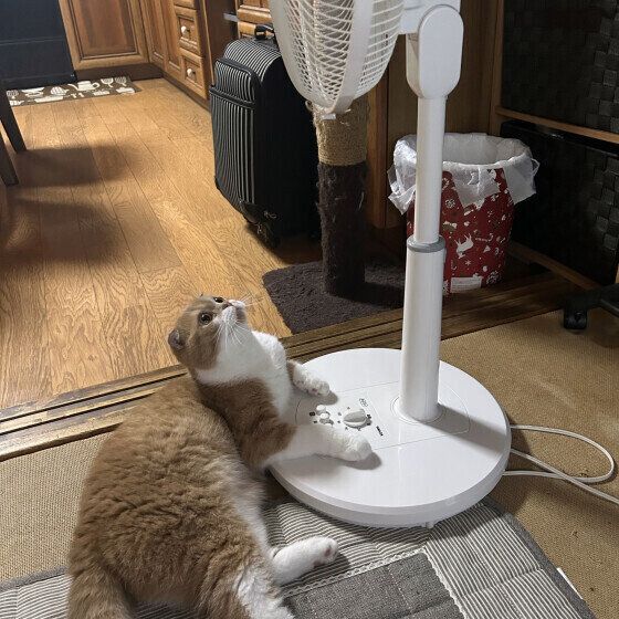 ミヌエットのうにくん♪