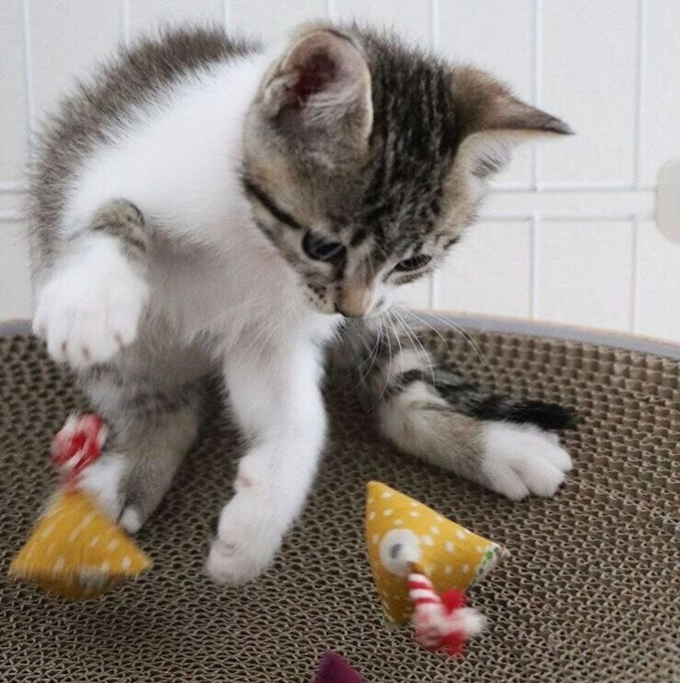 愛猫も大喜び コロコロかわいいテトラ型の手作り猫おもちゃ ねこのきもちweb Magazine 愛猫も大喜び コロコロかわいいテトラ型の手作り猫おもちゃ ねこのきもちweb Magazine