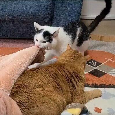 毛布を口にくわえるこもくん