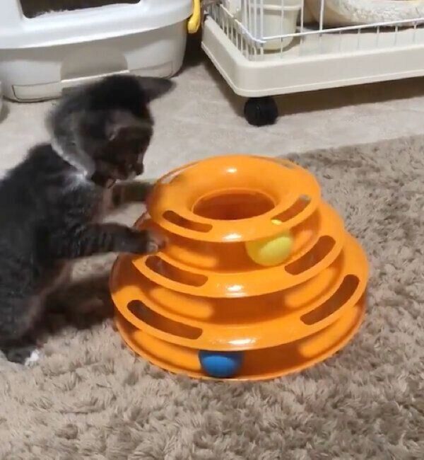 遊ぶごまちゃん