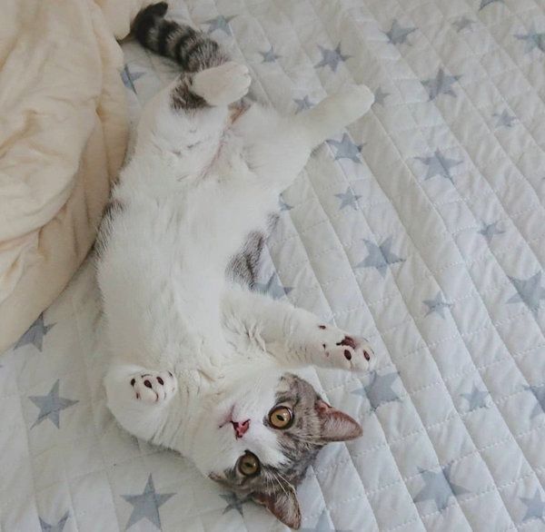 ヘソ天するマンチカン