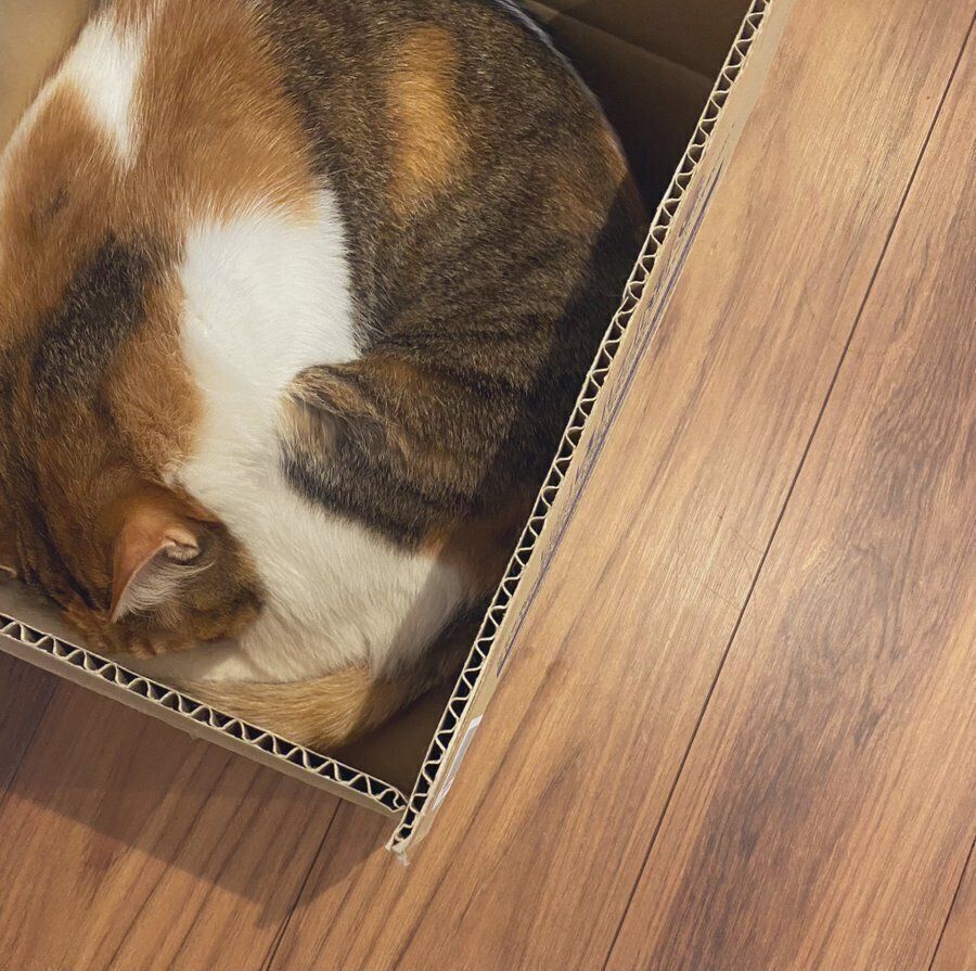 ダンボールでくつろぐぷうちゃん