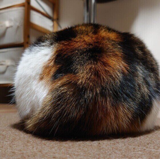 ミケちゃん（ミヌエット）