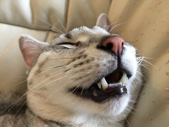 エジプシャン・マウ