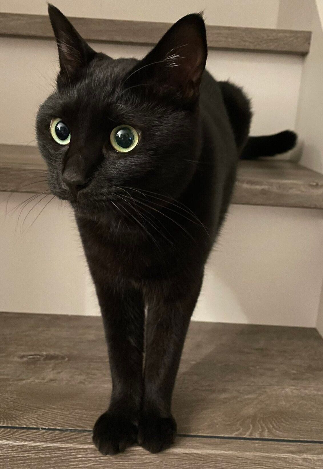 猫じゃらしに狙いを定めるりーじくん