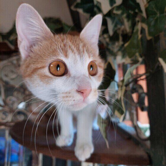 MIX茶×白のぼんちゃん