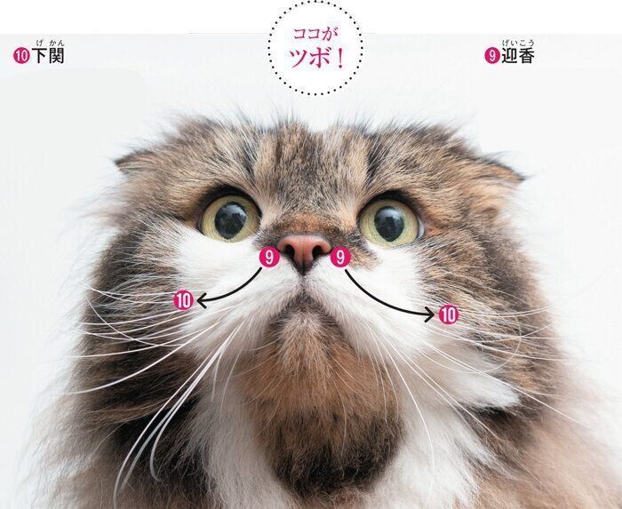 猫の頬のツボ