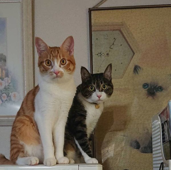 レオくんとアオちゃん