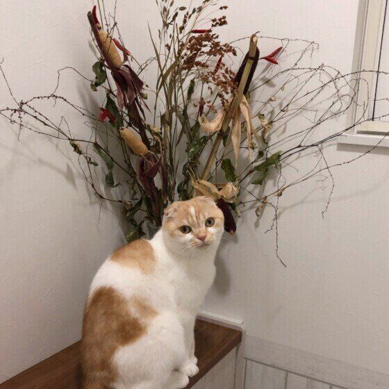 スコティッシュフォールド