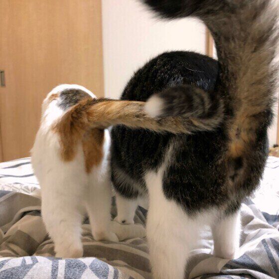 おしりを見せるMix猫