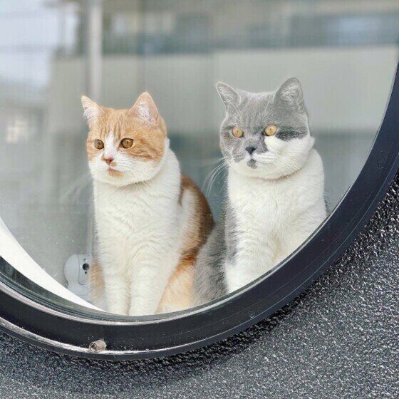 外を見つめるブリティッシュショートヘア