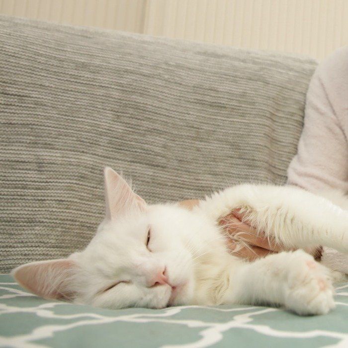 画像／「ねこのきもち」2018年11月号