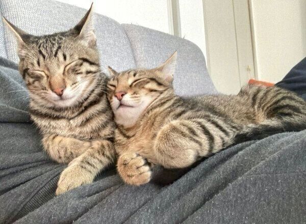 仲良く眠るユンユンくんとヤンヤンくん