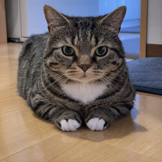 マンチカンのつぶくん