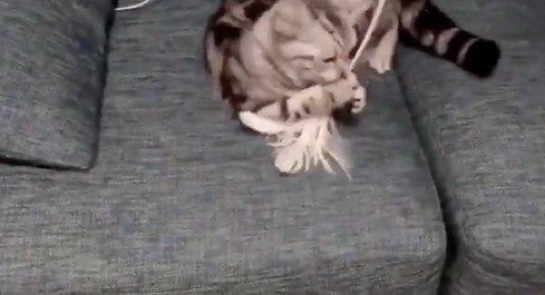 猫じゃらしで遊ぶアビーちゃん