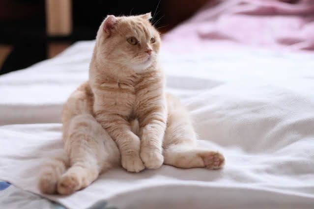 でーんと座る猫