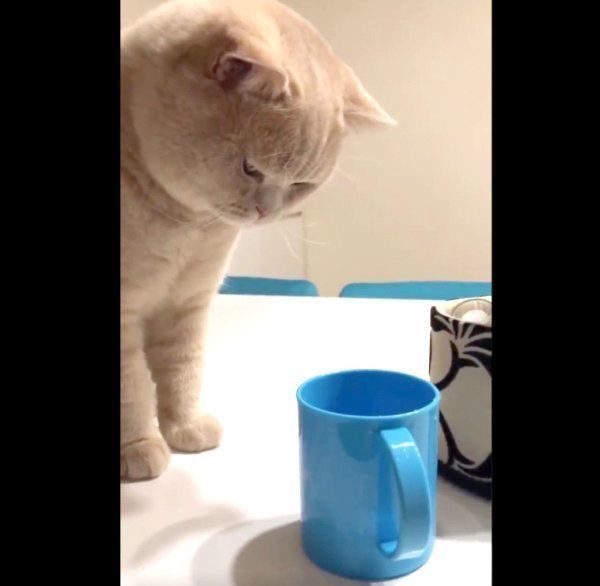 炭酸水のパチパチ音が気になるぽてとちゃん