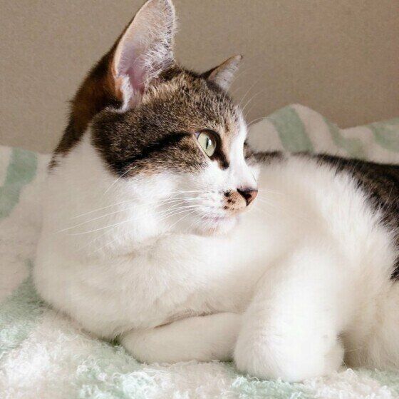 サバトラ猫のショコラちゃん