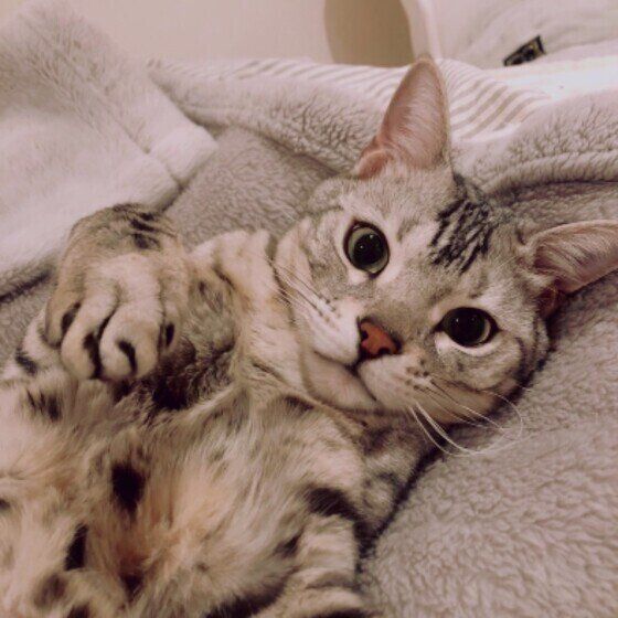 見つめるベンガル