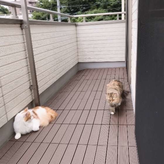 数日ぶりにベランダへでたノルウェージアンフォレストキャット