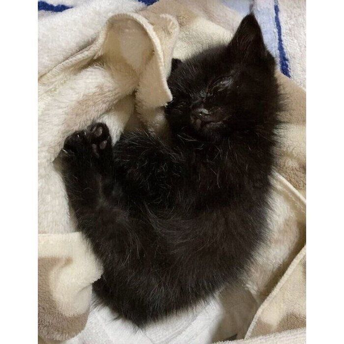 眠るジジちゃん