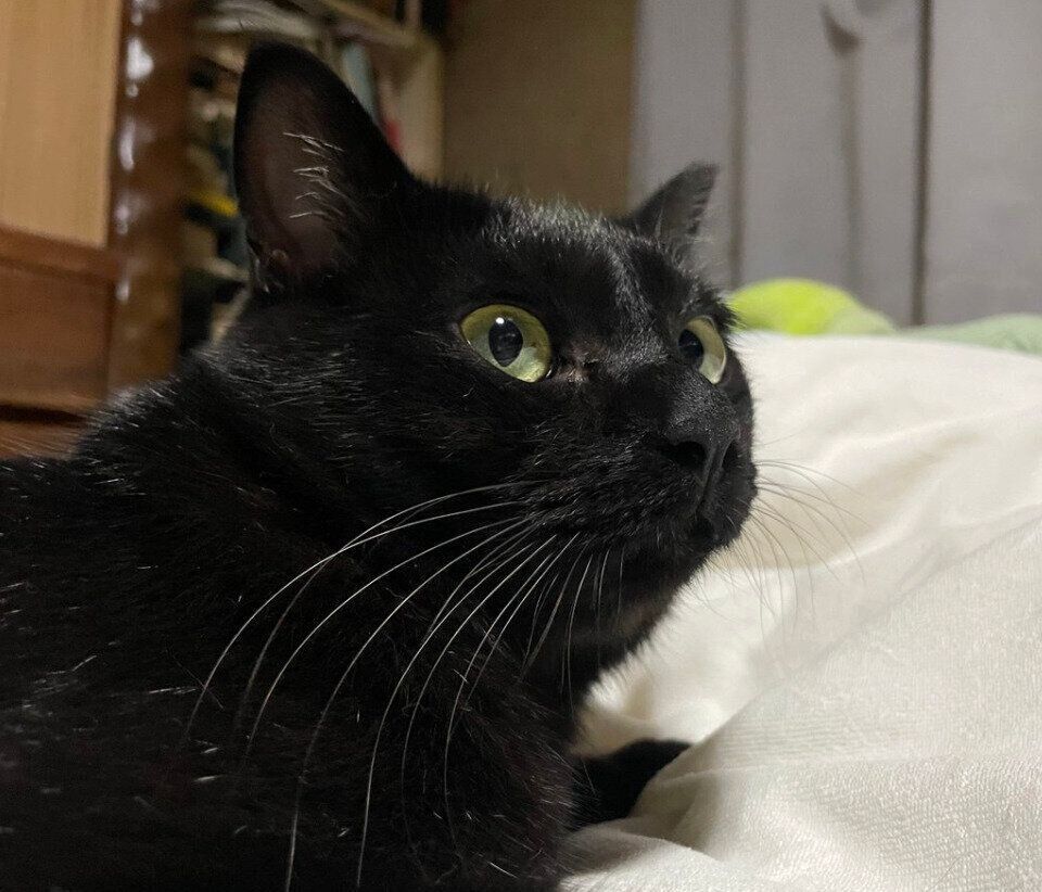 飼い主さんのそばに来るバブちくん