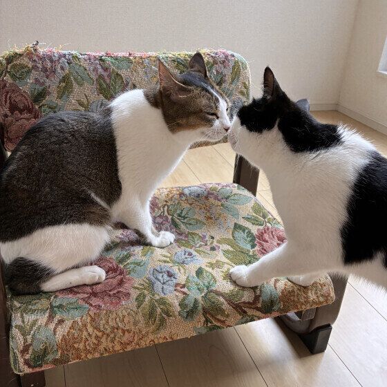 日本ネコの夏鈴ちゃんと同居猫ちゃん