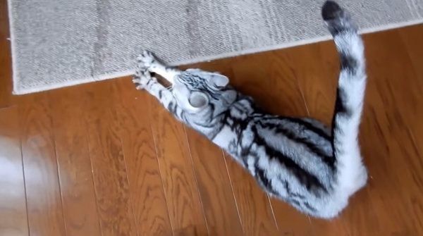 アメリカンショートヘアのあめちゃん