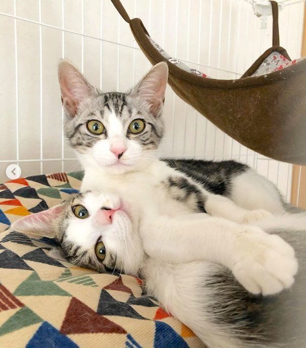 元保護猫・ココアちゃんとラテちゃん