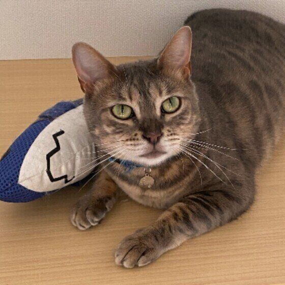 ベンガルのえくれあちゃん