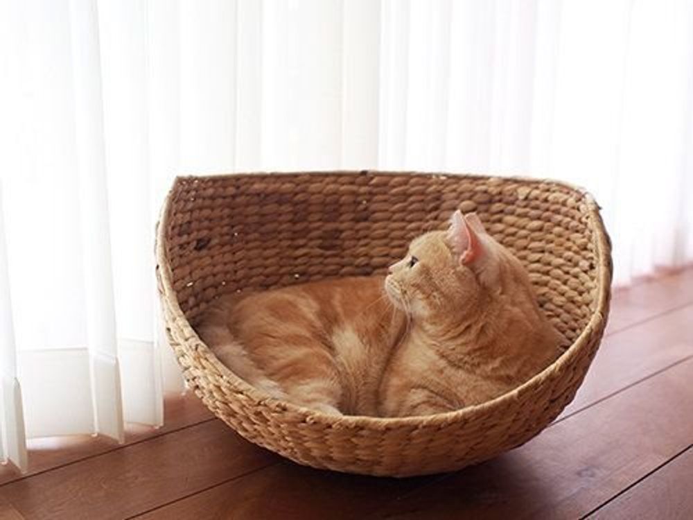 猫の横顔って美しい ぷーちゃんの横顔 マンチカンのぷーちゃん Vol 64 ねこのきもちweb Magazine 猫の横顔って美しい ぷーちゃんの横顔 マンチカンのぷーちゃん Vol 64 ねこのきもちweb Magazine