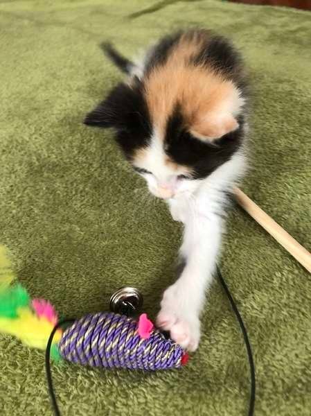 猫とねずみのおもちゃ