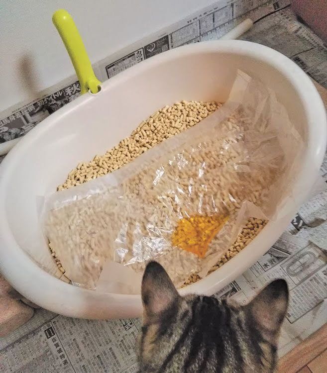 オシッコをした猫