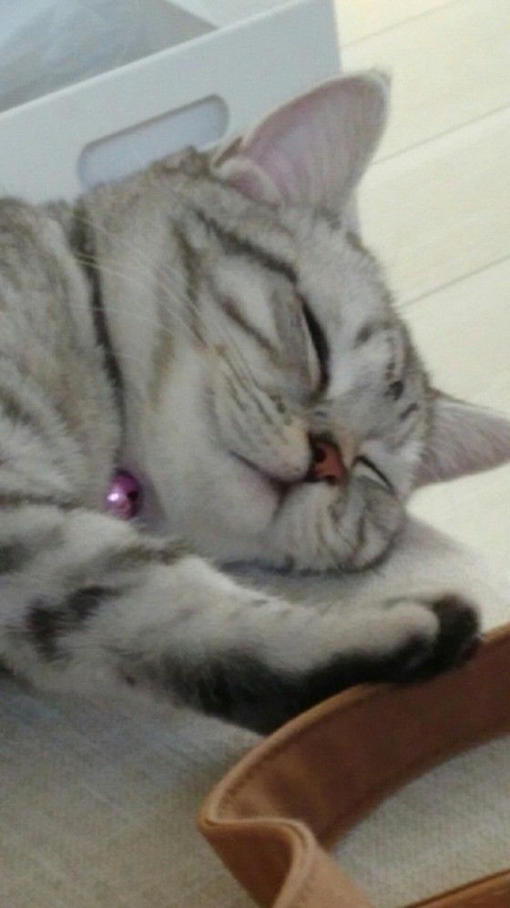 マンチカンのマーチちゃん