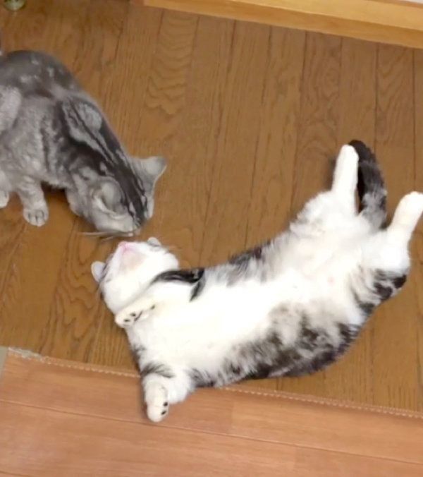 かまってもらいたいマンチカン