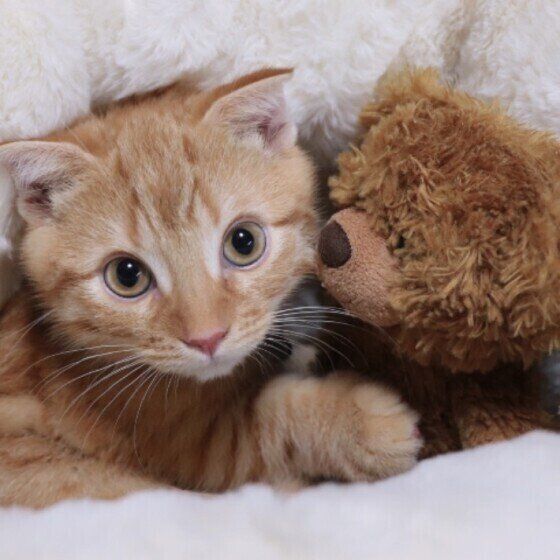 見つめるマンチカン