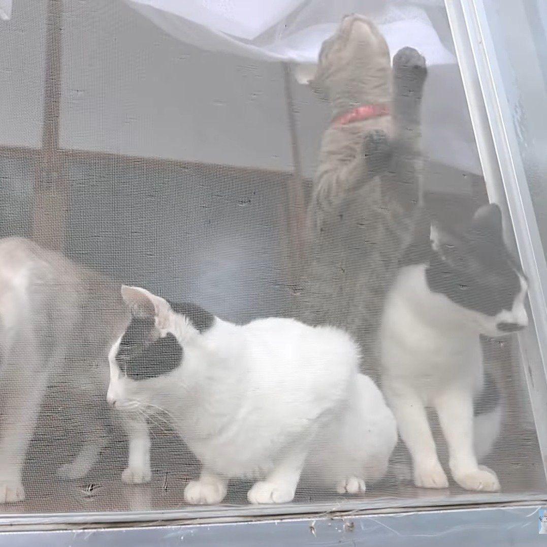 網戸の前に大集結！