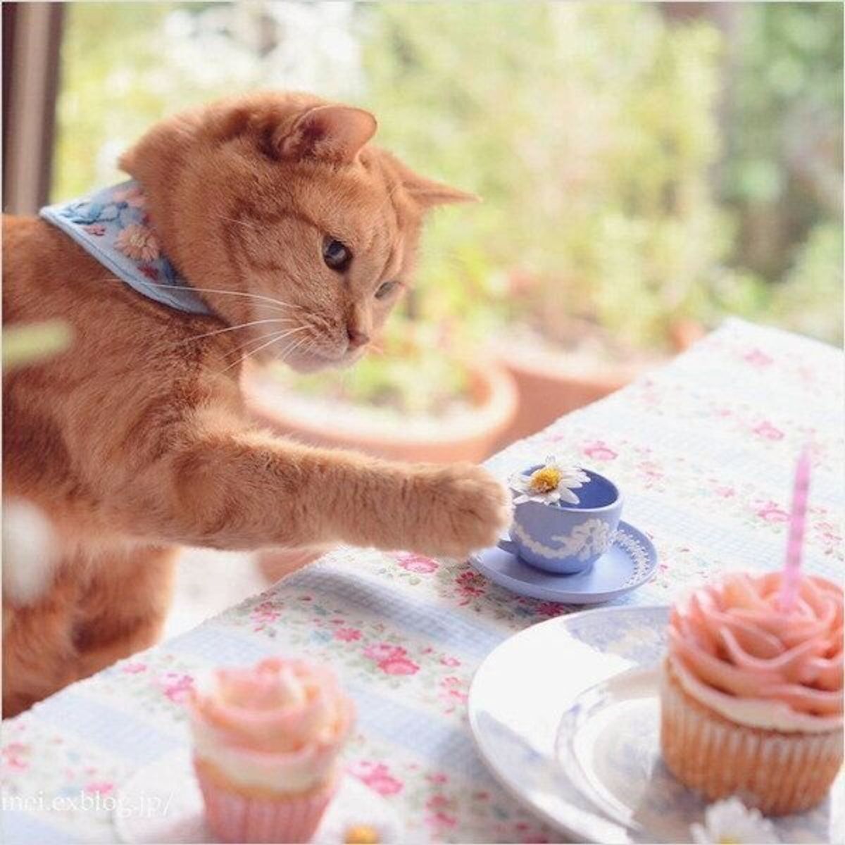 どんな味わいなのかワクワクする 猫のかわいさが詰まった 猫スイーツ の魅力を探ってみた ねこのきもちweb Magazine どんな味わいなのかワクワクする 猫のかわいさが詰まった 猫スイーツ の魅力を探ってみた ねこのきもちweb Magazine