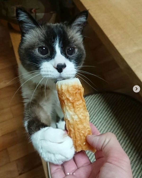 ちくわのニオイを嗅ぐ猫