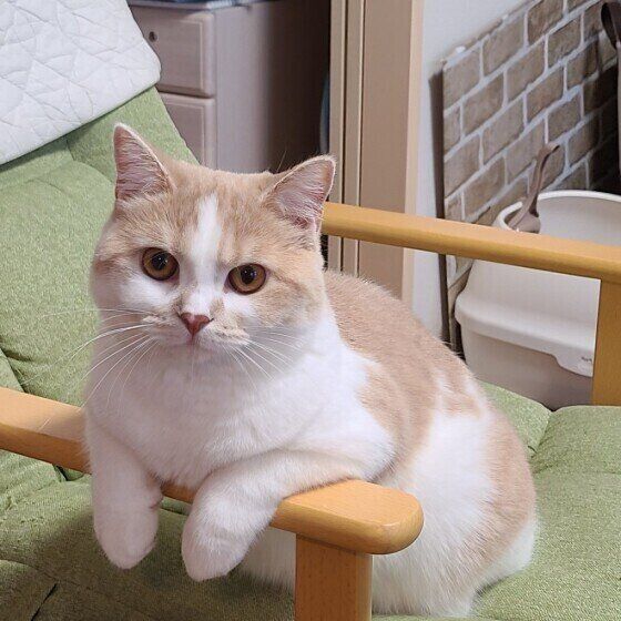 スコティッシュフォールドのるるちゃん