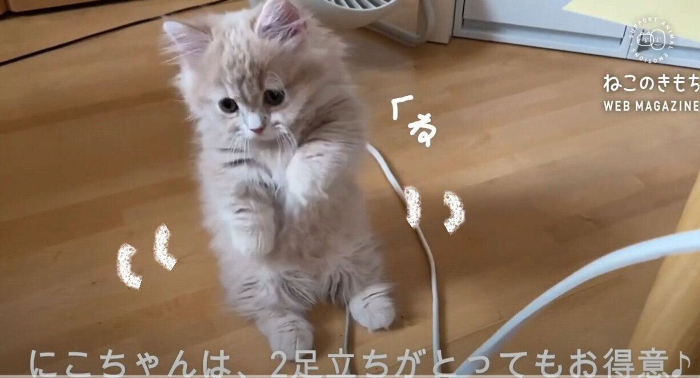 ご機嫌なの 小さな体をくねくね 踊る ダンシング子猫 が可愛すぎる ねこのきもちweb Magazine ご機嫌なの 小さな体をくねくね 踊る ダンシング子猫 が可愛すぎる ねこのきもちweb Magazine