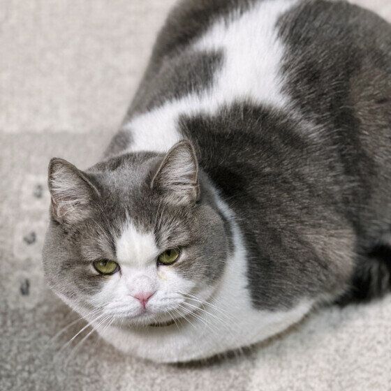 香箱座りでくつろぐめめちゃん