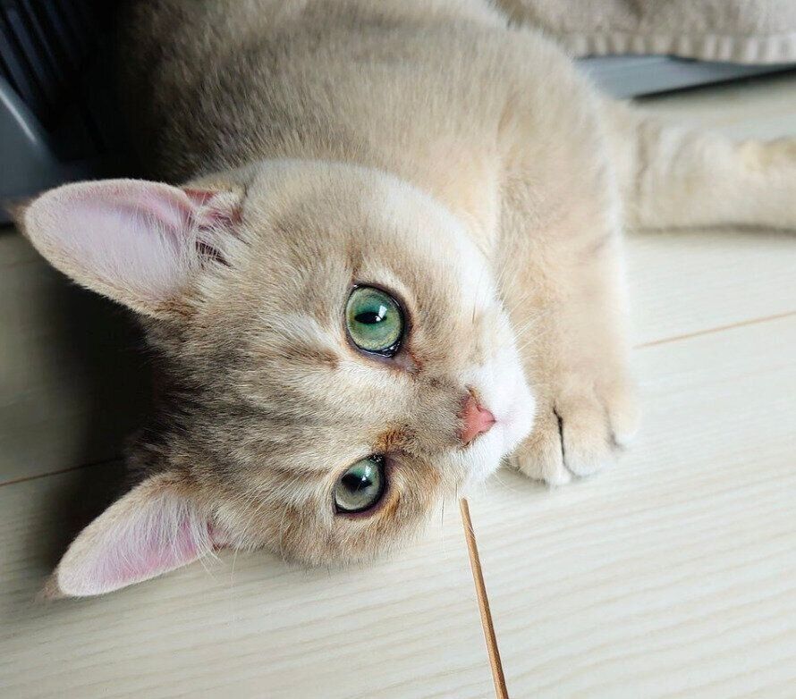 生後6カ月のおでんくん