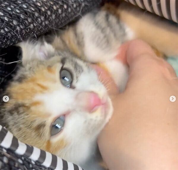 なでてもらうすずちゃん