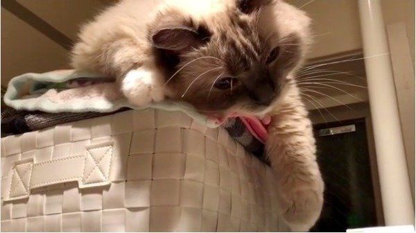 グーパーニャンコ