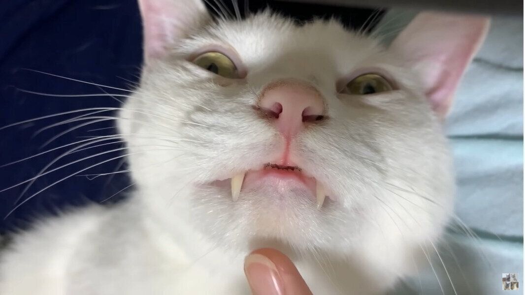 ねこ　チロさん