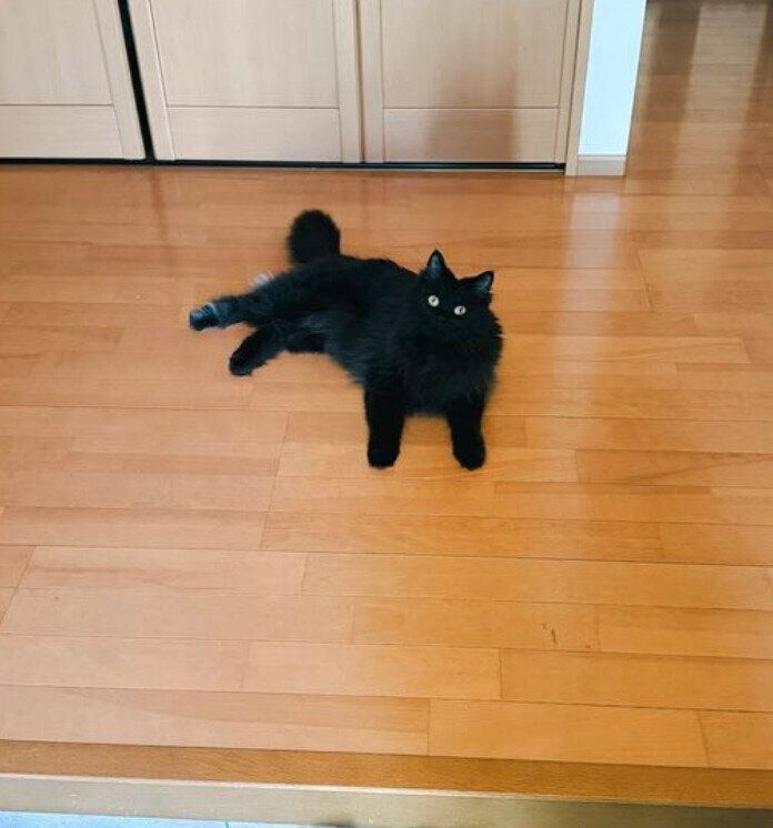 玄関で飼い主さんを待つおこげくん