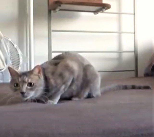 俊敏すぎてブレまくりなクリエちゃん