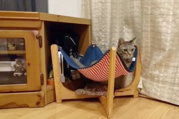 姉弟喧嘩する猫