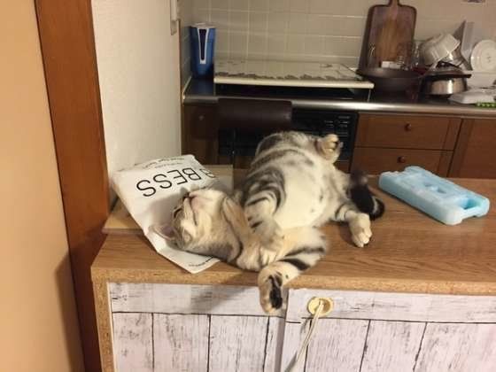 ビニール袋にスリスリするアメリカンショートヘア